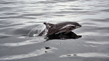 IMarEST-Defra partner to advance innovation in marine mammal monitoring_NL.jpg