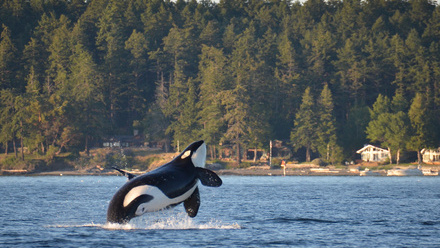 Underwater noise pollution tackled to help killer whales.jpg