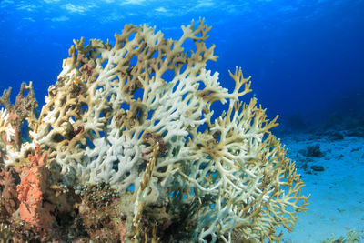 IMarEST | Taking action on ocean acidification